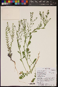 Lepidium lasiocarpum image