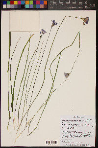 Dichelostemma capitatum image