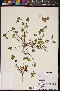 Erodium texanum image