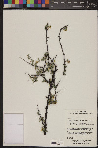 Crossosoma bigelovii image