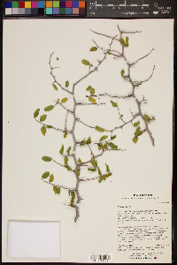 Celtis pallida image