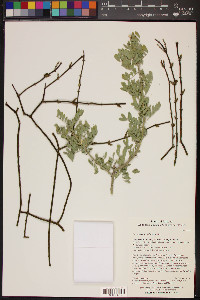 Phoradendron californicum image