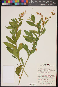 Nicotiana obtusifolia image