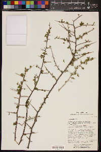 Lycium exsertum image