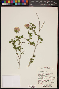 Hibiscus coulteri image