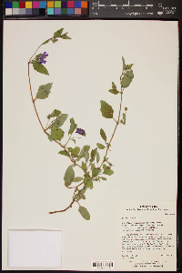 Allionia incarnata image