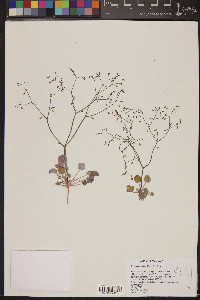 Eriogonum watsonii image