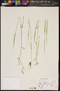 Aegilops cylindrica image