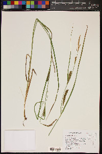 Carex sheldonii image