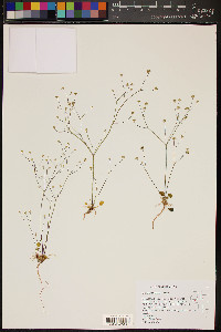 Eriogonum rubricaule image