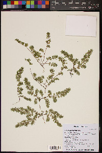 Euphorbia prostrata image