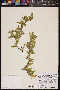 Simmondsia chinensis image