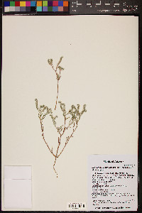 Johnstonella angustifolia image