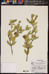 Simmondsia chinensis image