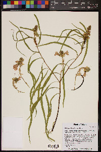 Chilopsis linearis image