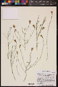 Porophyllum gracile image