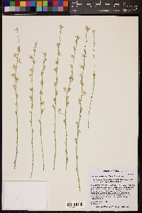 Stephanomeria pauciflora image