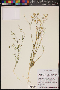 Gilia stellata image