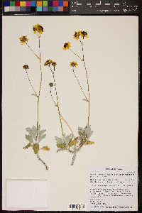 Encelia farinosa var. phenicodonta image