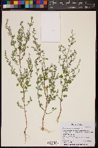 Chenopodium neomexicanum image