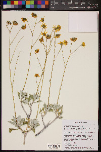 Encelia farinosa image