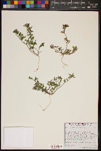 Acmispon maritimus var. brevivexillus image