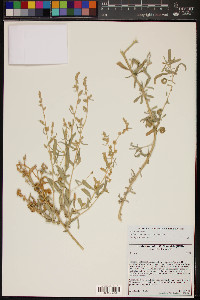 Atriplex canescens var. macilenta image