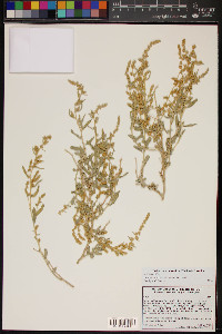 Atriplex canescens var. macilenta image