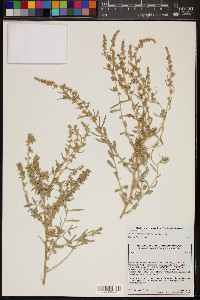 Atriplex canescens var. macilenta image