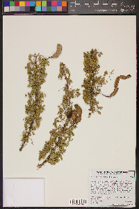 Acacia greggii image