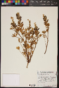 Lupinus arizonicus image