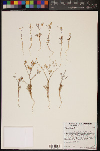 Gilia stellata image