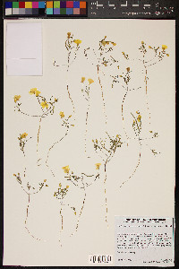 Camissonia campestris subsp. campestris image