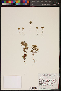 Cryptantha maritima image