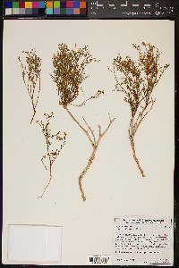 Fagonia laevis image