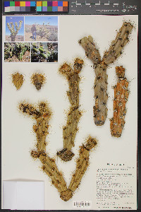 Cylindropuntia acanthocarpa image