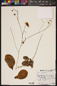 Atrichoseris platyphylla image