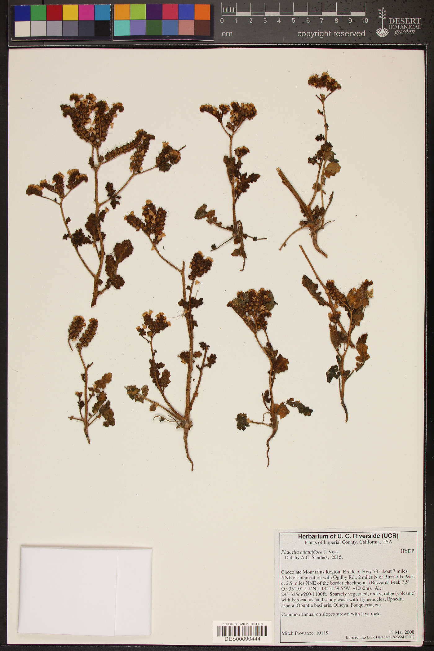 Phacelia crenulata var. minutiflora image