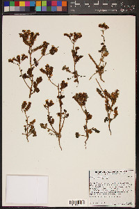 Phacelia crenulata image