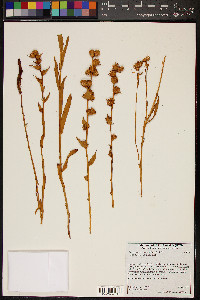 Pyrrocoma racemosa image