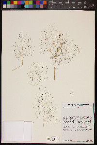 Muhlenbergia porteri image