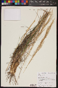 Muhlenbergia emersleyi image