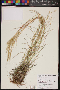 Lycurus setosus image