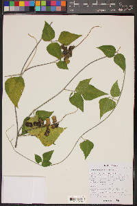 Rhynchosia precatoria image