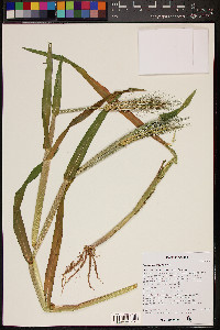 Hordeum vulgare image