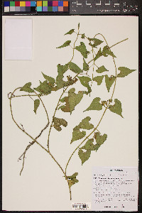 Matelea producta image