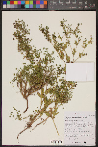 Potentilla rivalis image