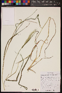 Bothriochloa laguroides subsp. torreyana image