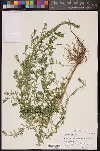 Lythrum hyssopifolia image