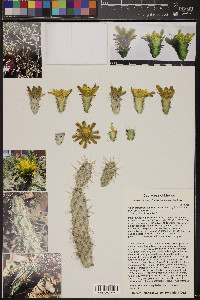 Cylindropuntia alcahes image